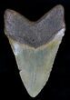 Bargain Megalodon Tooth - North Carolina #18394-2